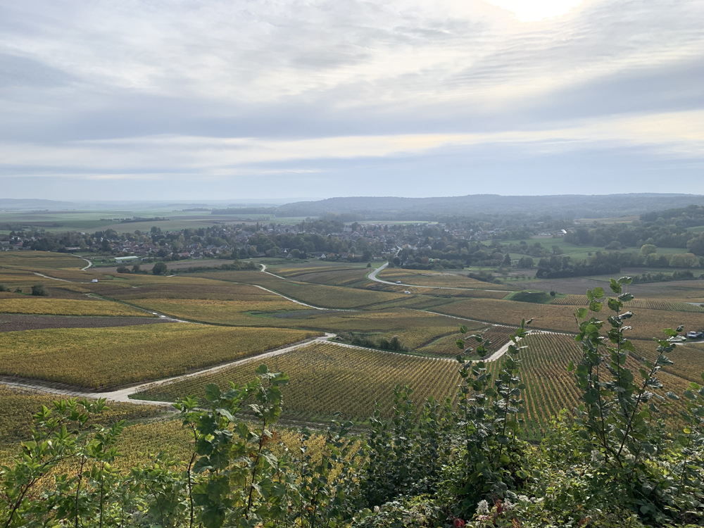 Champagne Hazart Hermonville